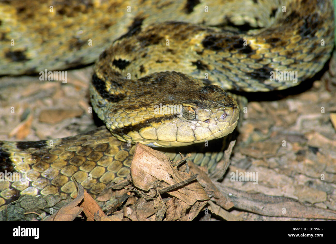 Adult fer-de-lance (Bothrops asper) resting in cryptic leaves on the floor of the rain forest, Trindad. Stock Photo
