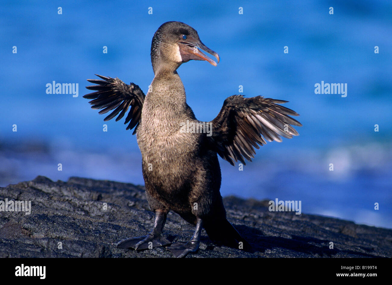 Flightless cormorant (Nannopterum harrisi), Fernandina Island, Galapagos Archipelago, Ecuador Stock Photo
