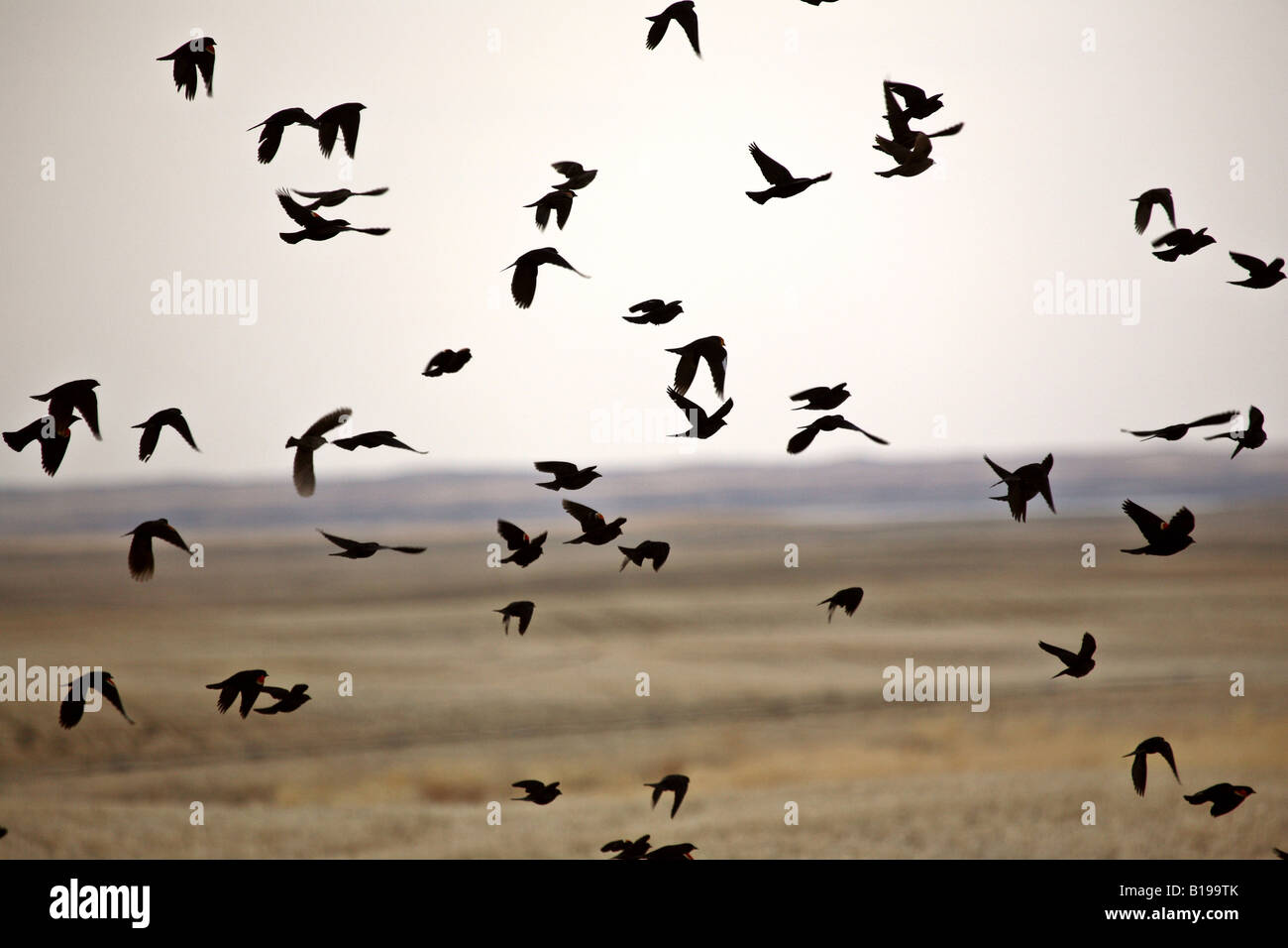 Blackbirds in flight hi-res stock photography and images - Alamy