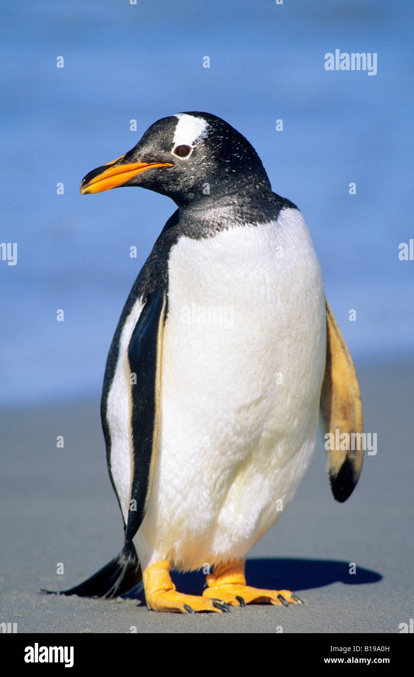 Adult gentoo penguin (Pygoscelis papua) loafing on the beach, Falkland Islands Stock Photo