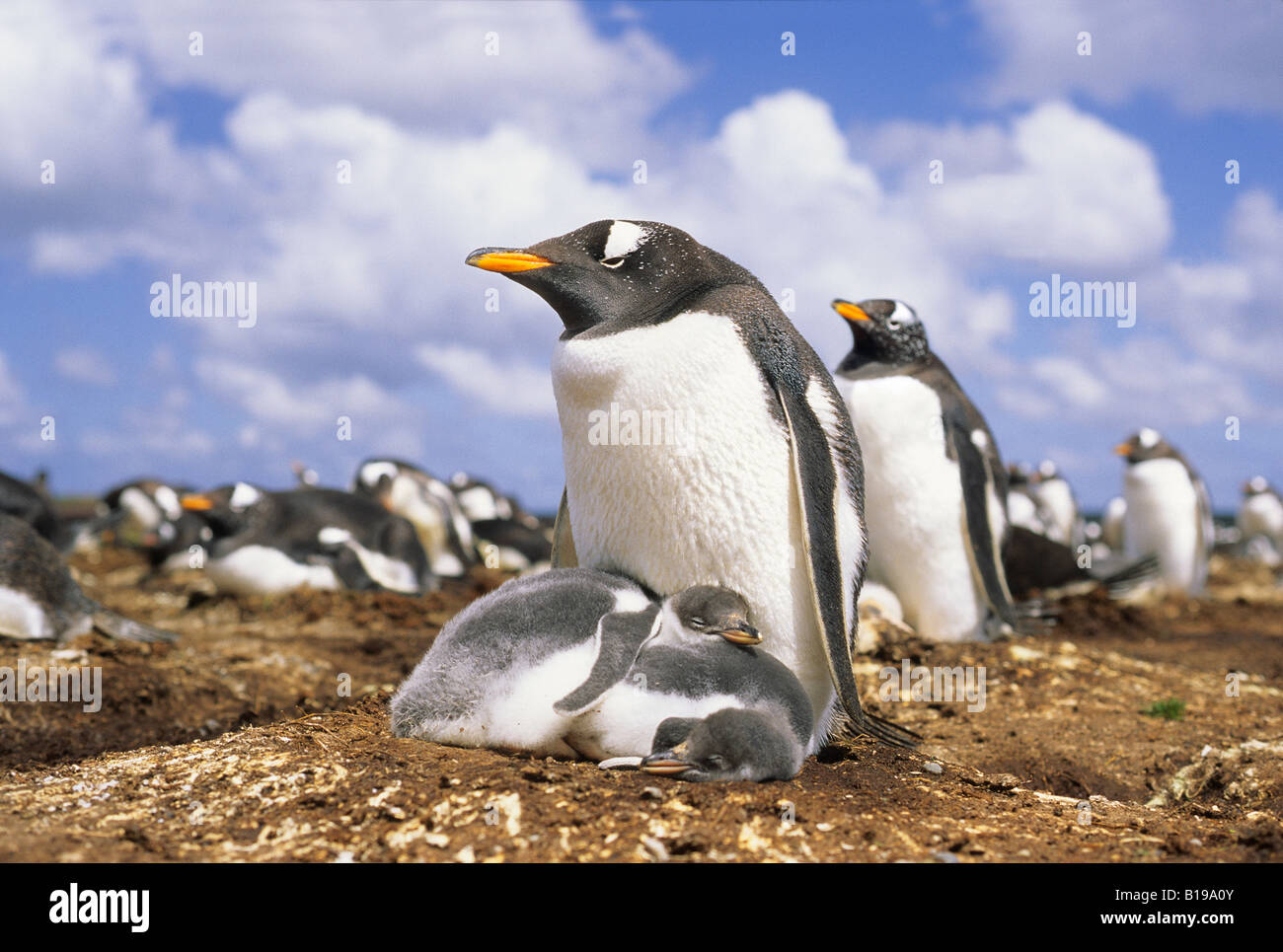 Gentoo penguin (Pygoscelis papua) nesting colony, Falkland Islands Stock Photo