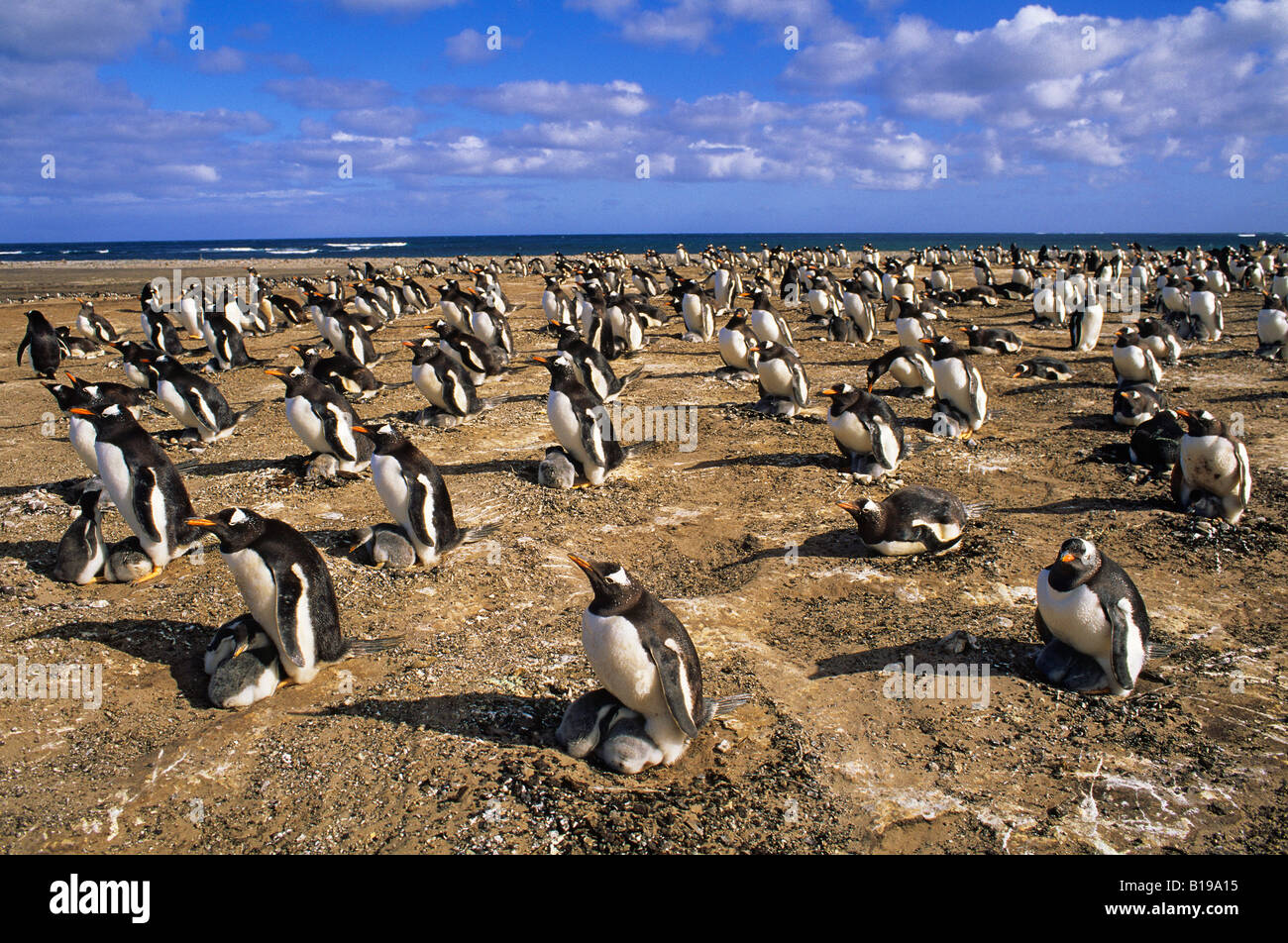 Gentoo penguin (Pygoscelis papua) nesting colony, Sea Lion Island, Falkland islands, southern Atlantic Ocean Stock Photo