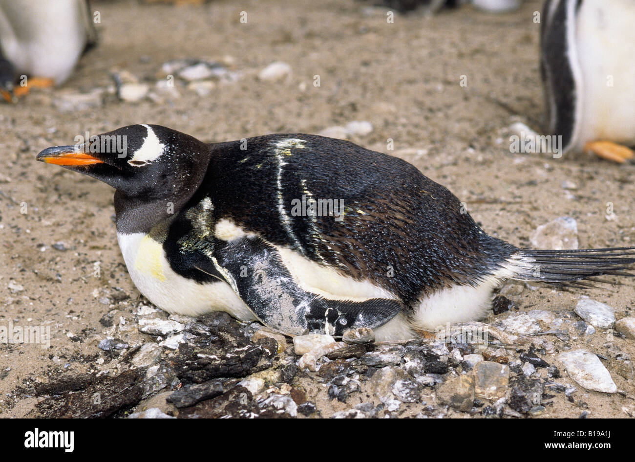 Incubating guano-soiled gentoo penguin (Pygoscelis papua), Sea Lion Island, Falkland Islands, southern Atlantic Ocean Stock Photo