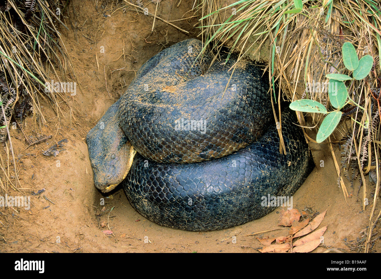 Adult female green anaconda (Eunectes murinus) that had just eaten a large rodent and was digesting its meal at the mouth of a b Stock Photo