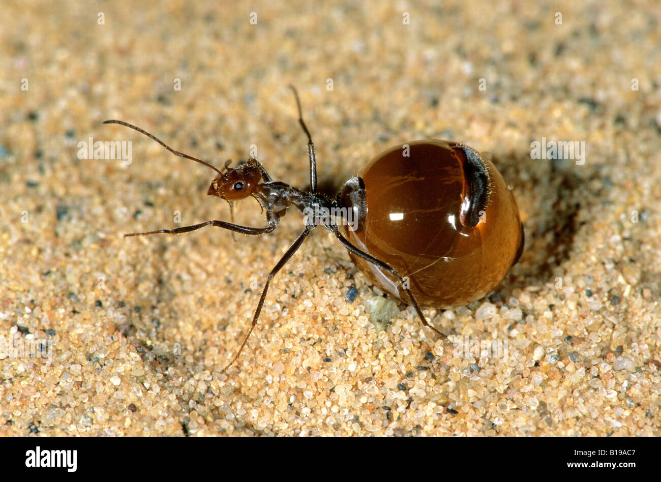 Honey pot ant replete (Myrmecocystus spp).  A replete is a specialized member of the colony that stores nectar in its distended Stock Photo