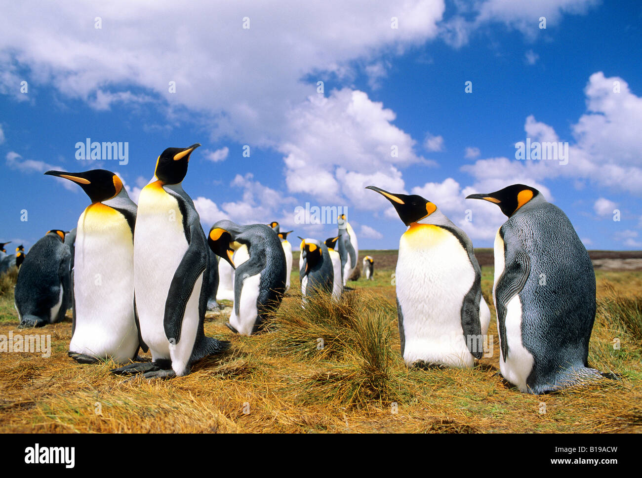 Courting adult king penguins (Aptenodytes patagonicus), Salisbury Plains, South Georgia Island, southern Atlantic Ocean Stock Photo