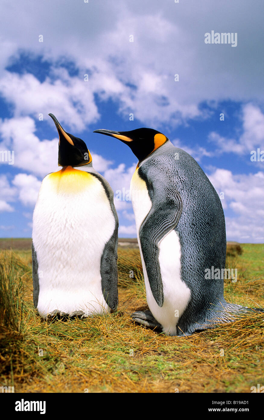 Courting adult king penguins (Aptenodytes patagonicus), Salisbury Plains, South Georgia Island, southern Atlantic Ocean Stock Photo