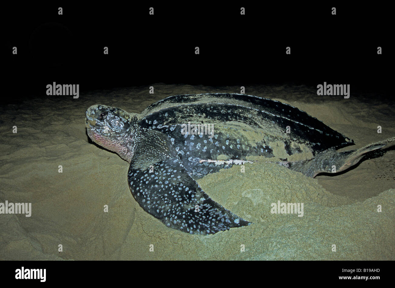 Nesting leatherback sea turtle (Dermochelys coriacea), Grande Riviere