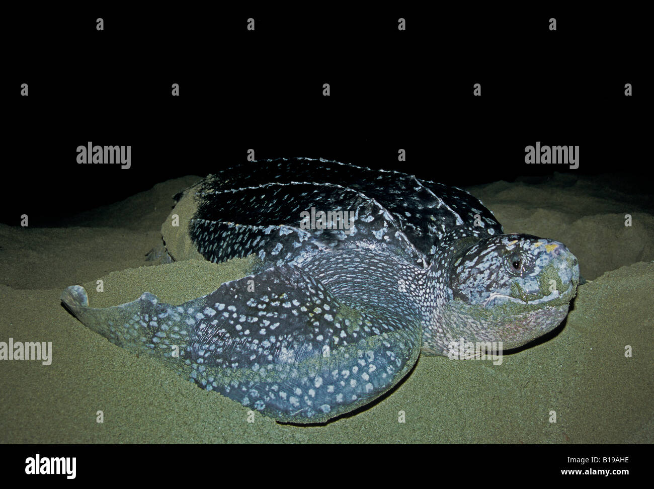 Nesting leatherback sea turtle (Dermochelys coriacea) Grande Riviere