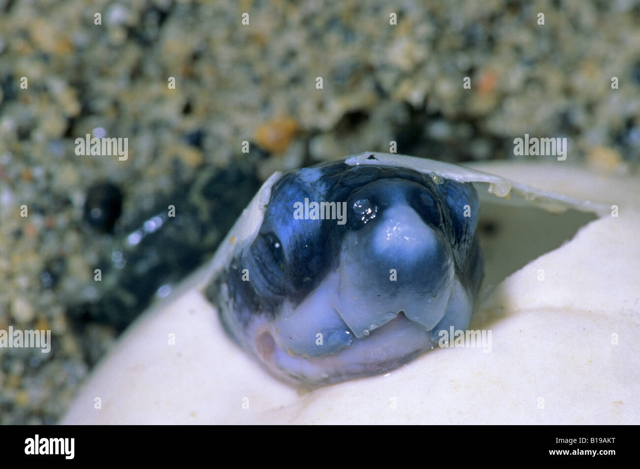 Hatchling leatherback sea turtle (Dermochelys coriacea) breaking out of its egg, Trinidad. Stock Photo