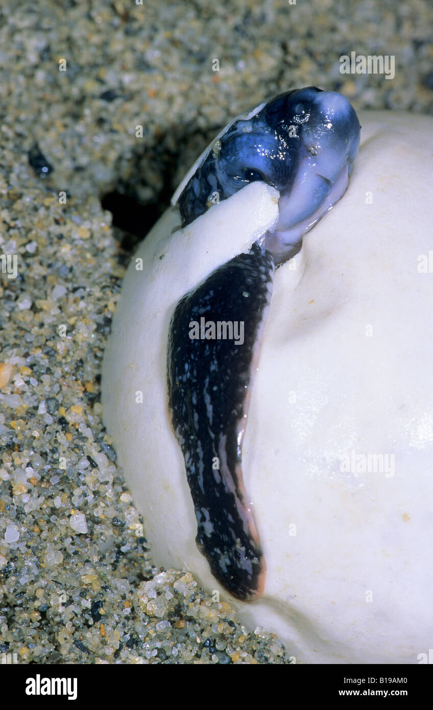 Hatchling leatherback sea turtle (Dermochelys coriacea) breaking out of its eggshell, Trinidad. Stock Photo