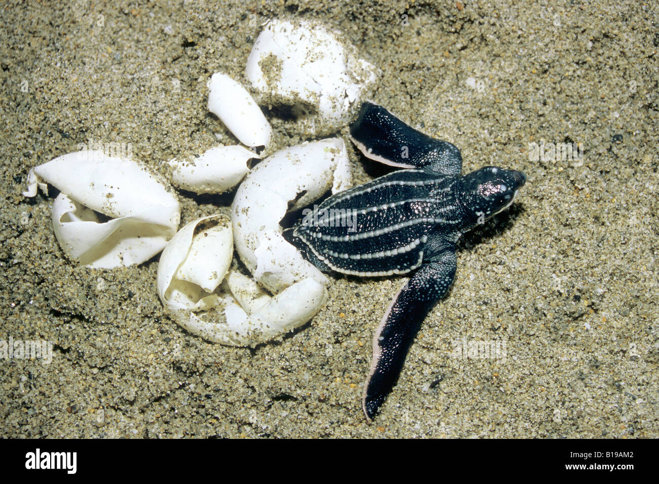 Hatchling leatherback sea turtle (Dermochelys coriacea) Trinidad, West Indies Stock Photo