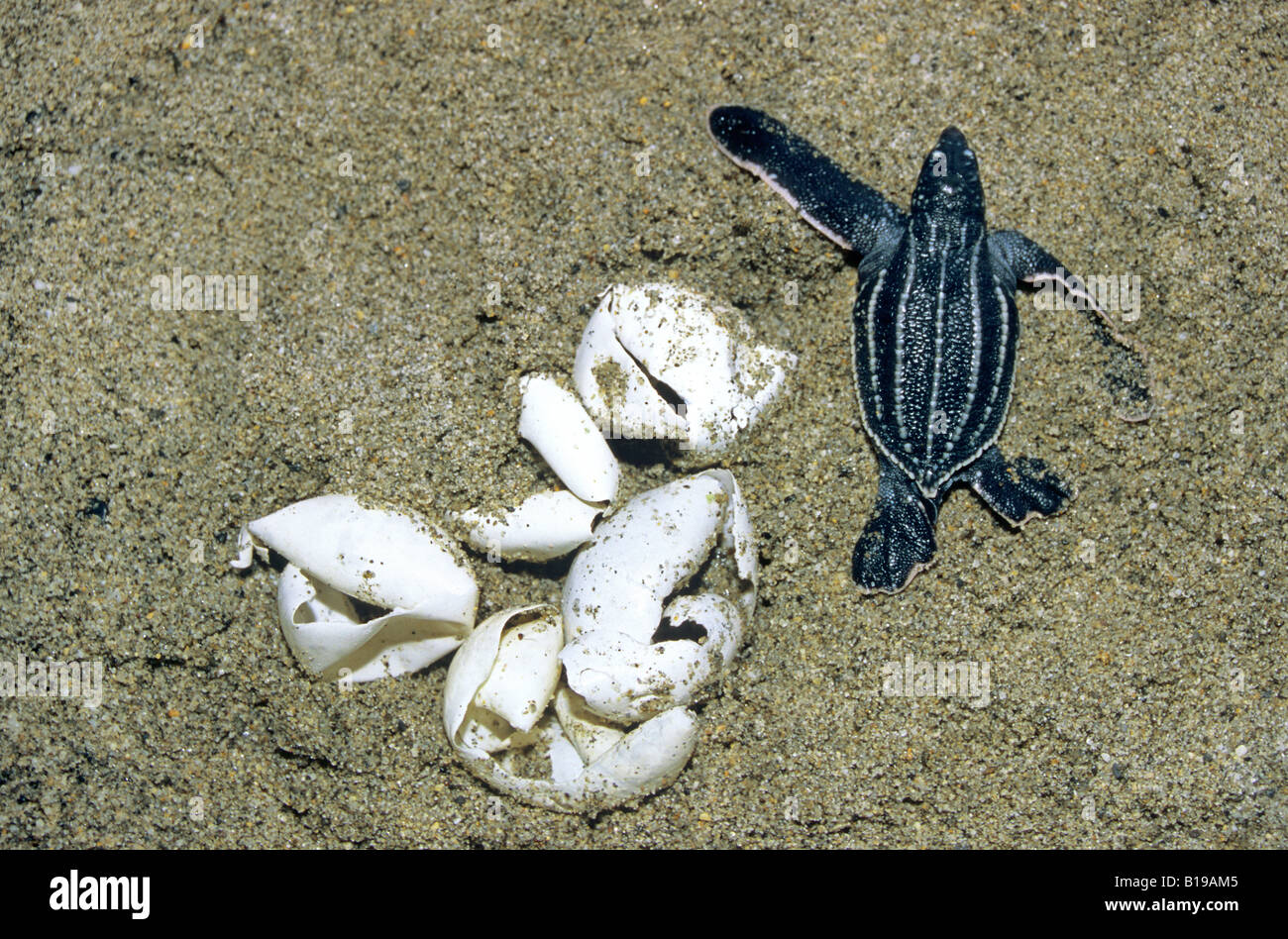 Newly hatched leatherback sea turtle (Dermochelys coriacea), Trinidad. Stock Photo