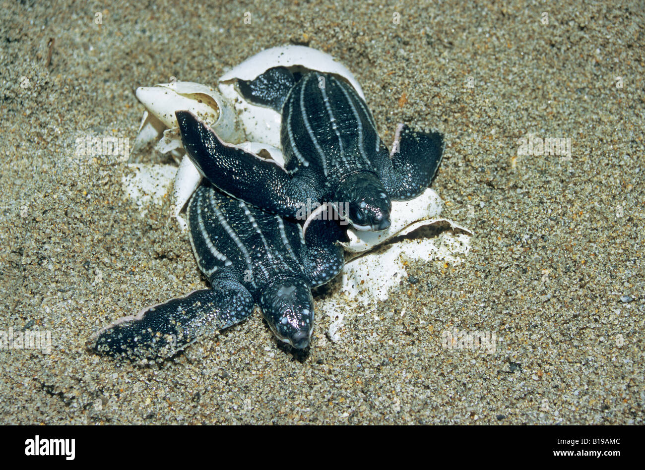 Newly hatched leatherback sea turtles (Dermochelys coriacea), Trinidad. Stock Photo