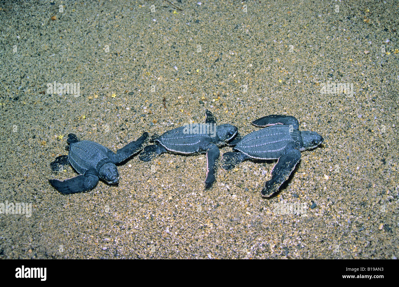 Newborn hatchling sea turtles (Dermochelys coriacea) searching for the ocean, Trinidad. Stock Photo
