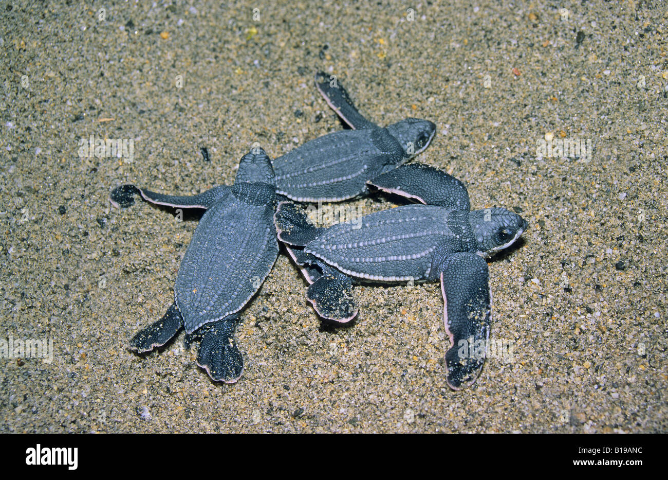 Newborn hatchling leatherback sea turtles (Dermochelys coriacea) searching for the ocean, Trinidad. Stock Photo