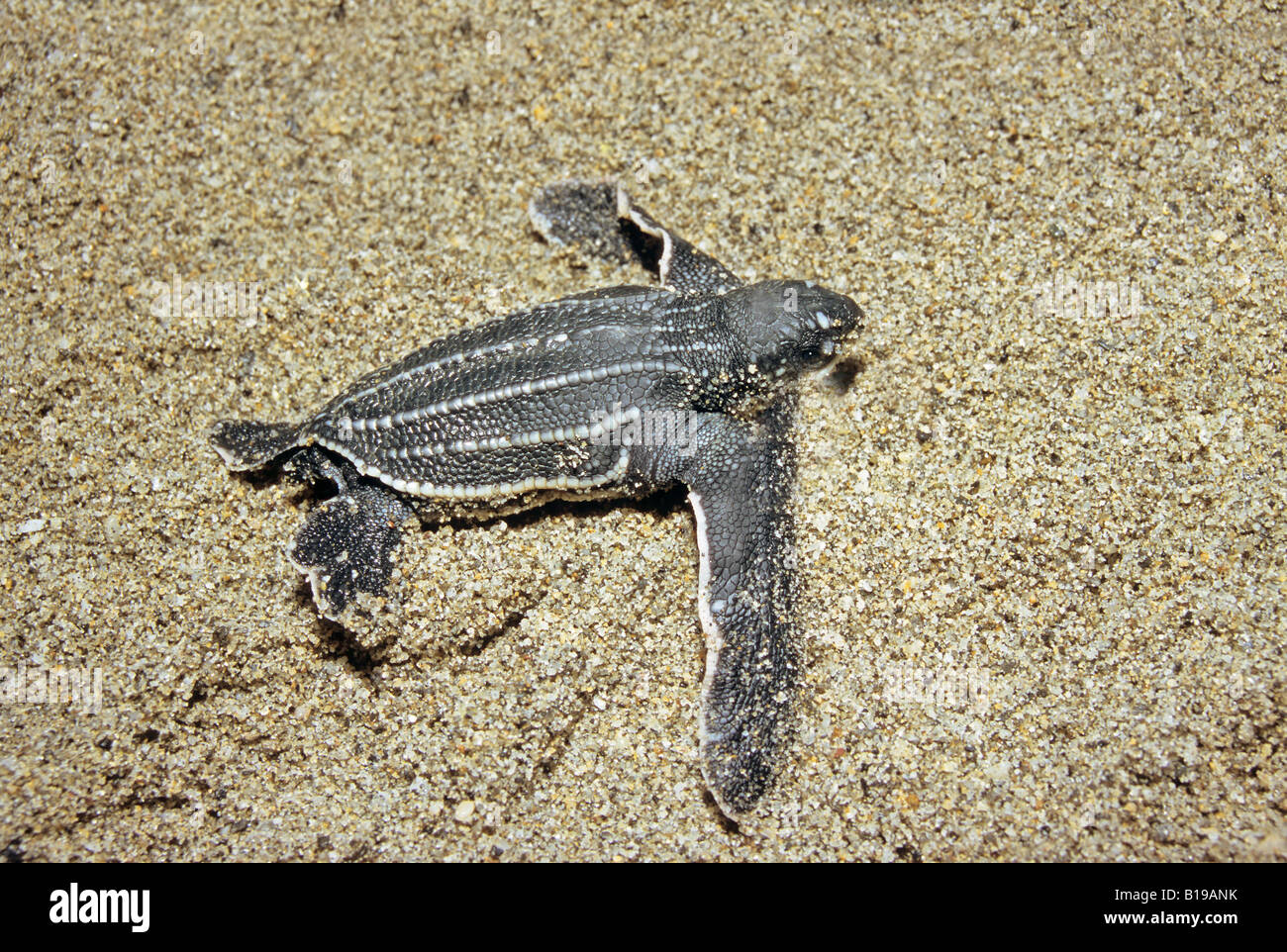 Newborn hatchling leatherback sea turtle (Dermochelys coriacea) moving to the sea, Trinidad. Stock Photo