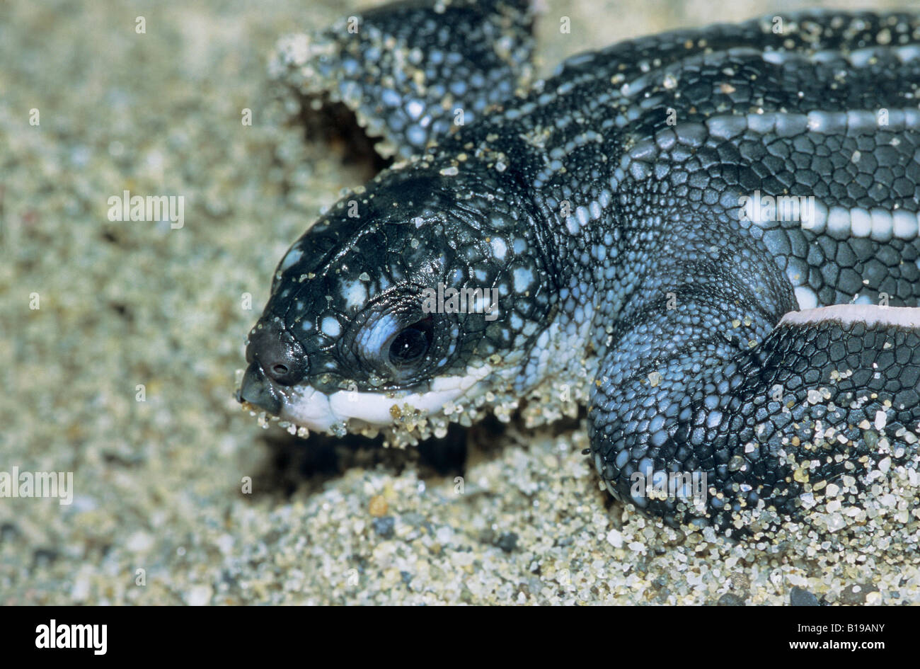 Newborn hatchling leatherback sea turtle (Dermochelys coriacea), Trinidad. Stock Photo
