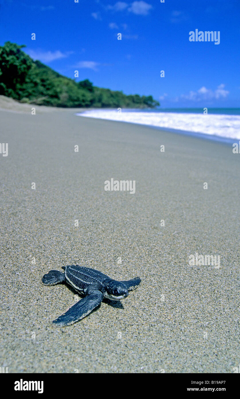 Newly hatched leatherback sea turtle (Dermochelys coriacea) heading to the sea, Trinidad. Stock Photo