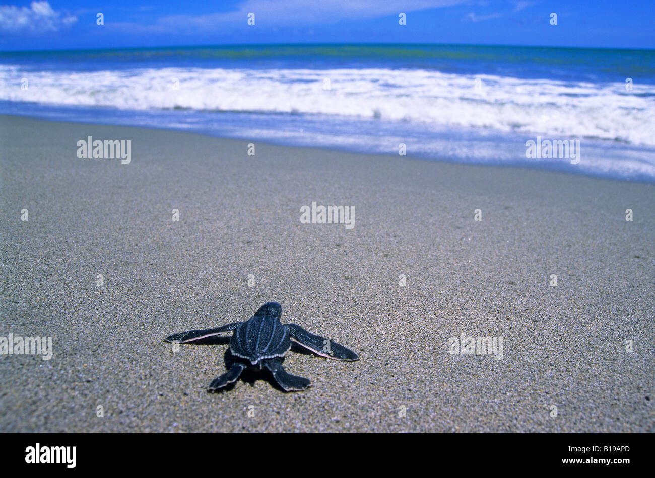 Newly hatched leatherback sea turtle (Dermochelys coriaciae) escaping to the sea, Trinidad. Stock Photo