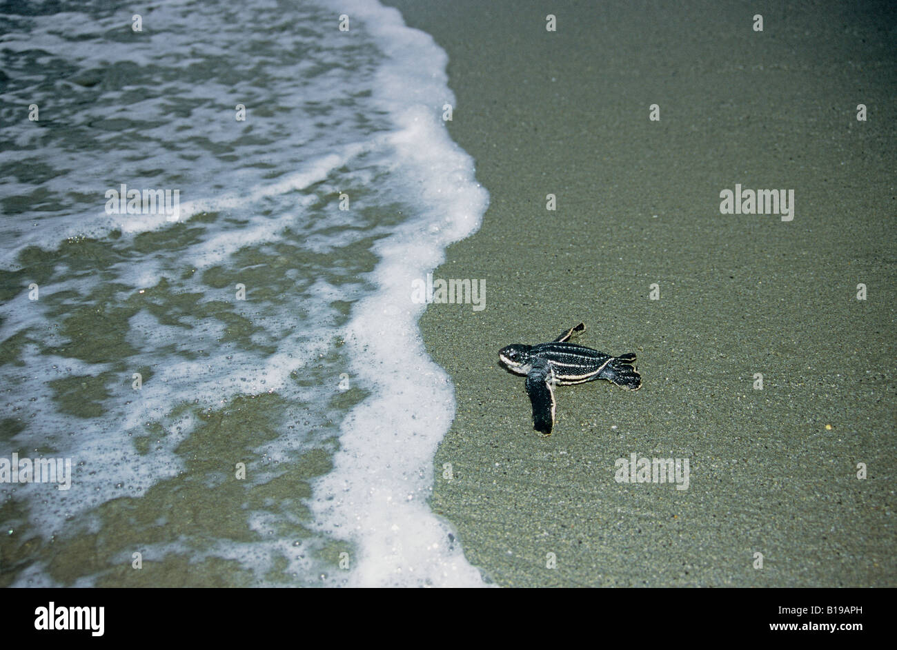 Newly hatched leatherback sea turtle (Dermochelys coriacea) escaping to the sea, Trinidad. Stock Photo