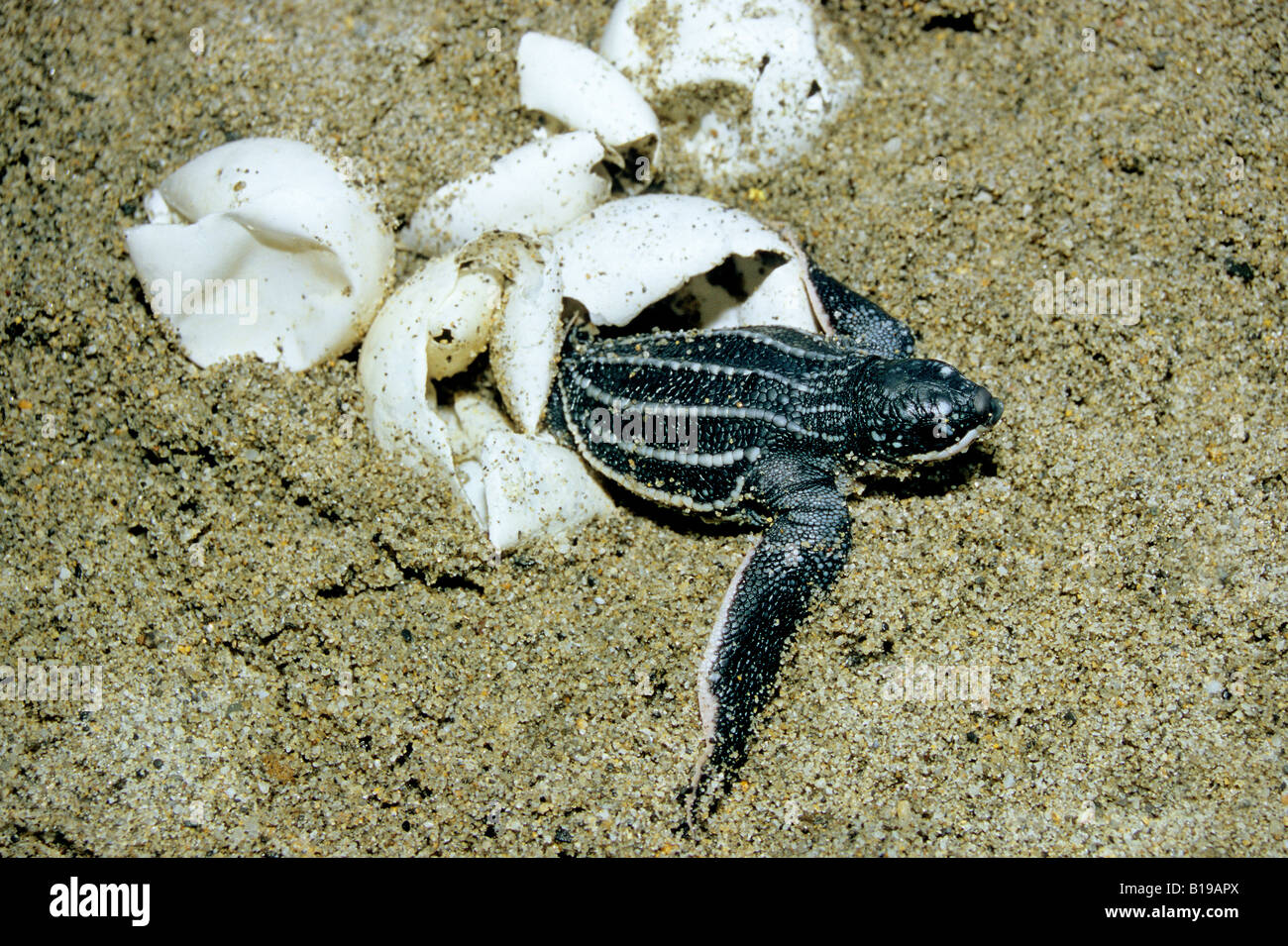 Hatchling leatherback sea turtle (Dermochelys coriacea), Trinidad, West Indies Stock Photo