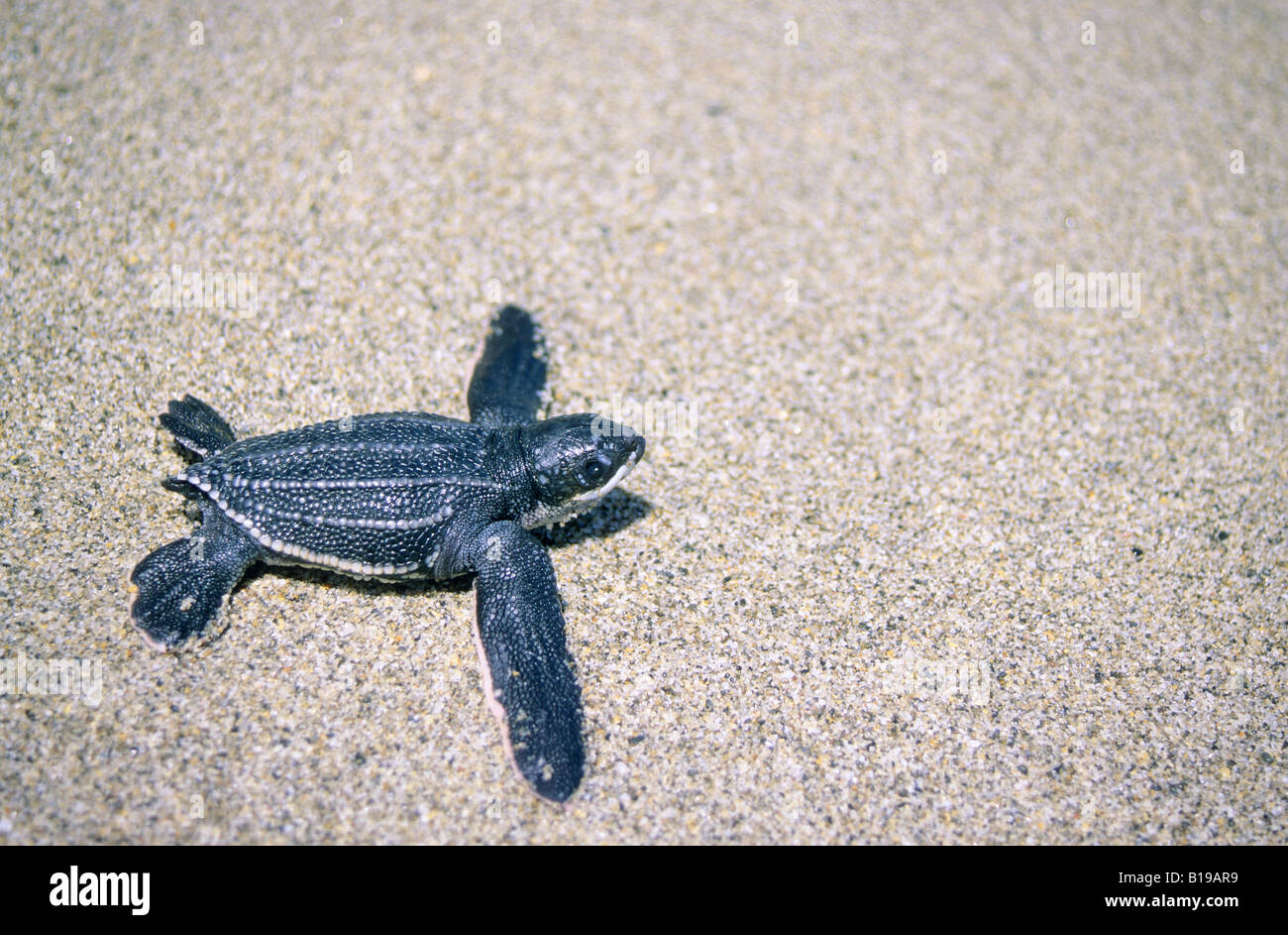 Hatchling leatherback sea turtel (Dermochelys coriacea) heading to the ocean after hatching, Trinidad, West Indies Stock Photo