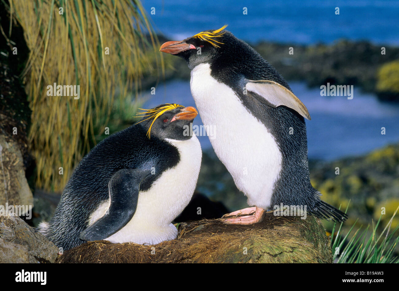 Macaroni penguin (Eudyptes chrysolophus) pair. The female is lying down