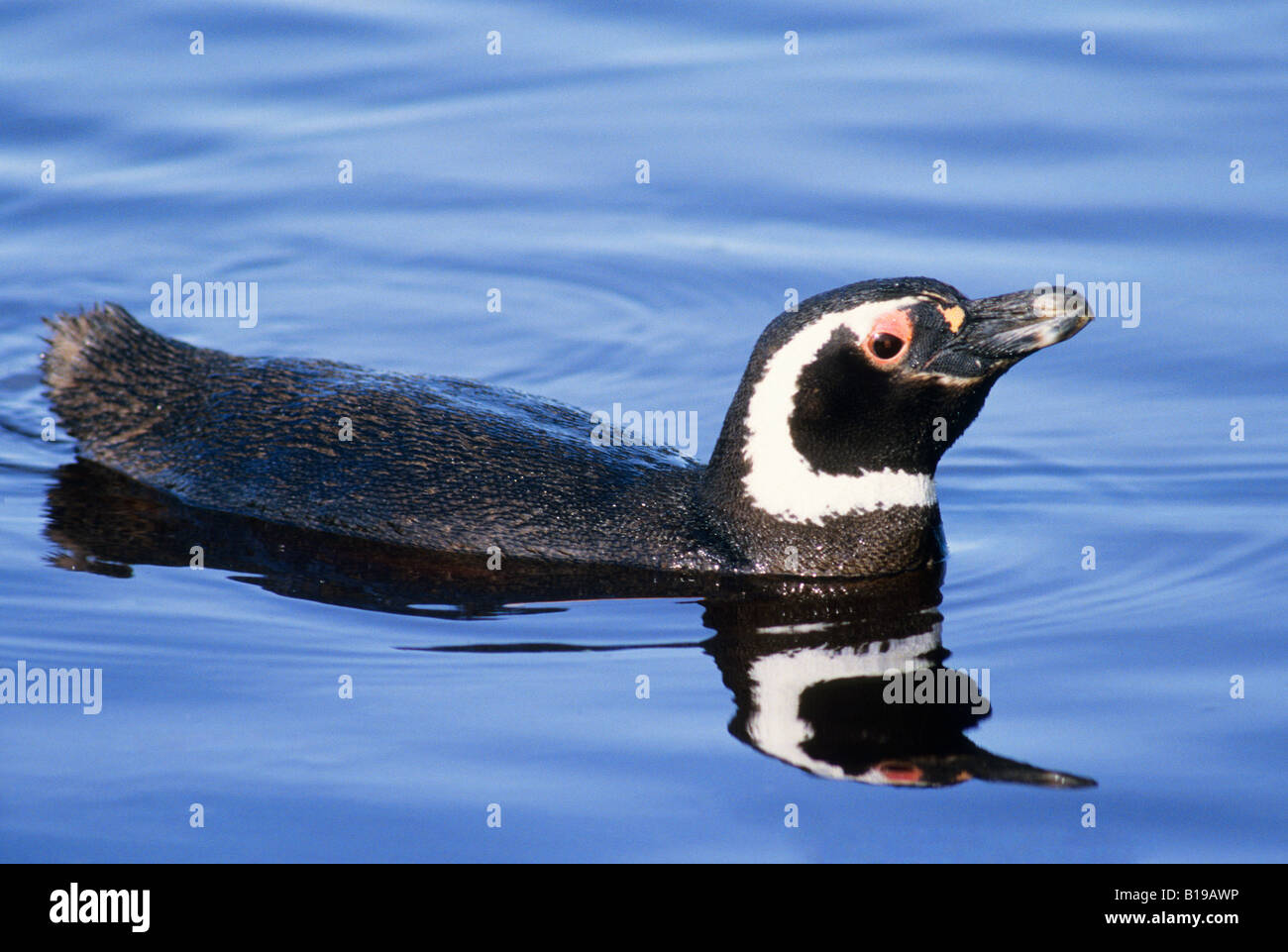 Magellanic penguin (Spheniscus magellanicus) Falkland Islands Stock Photo