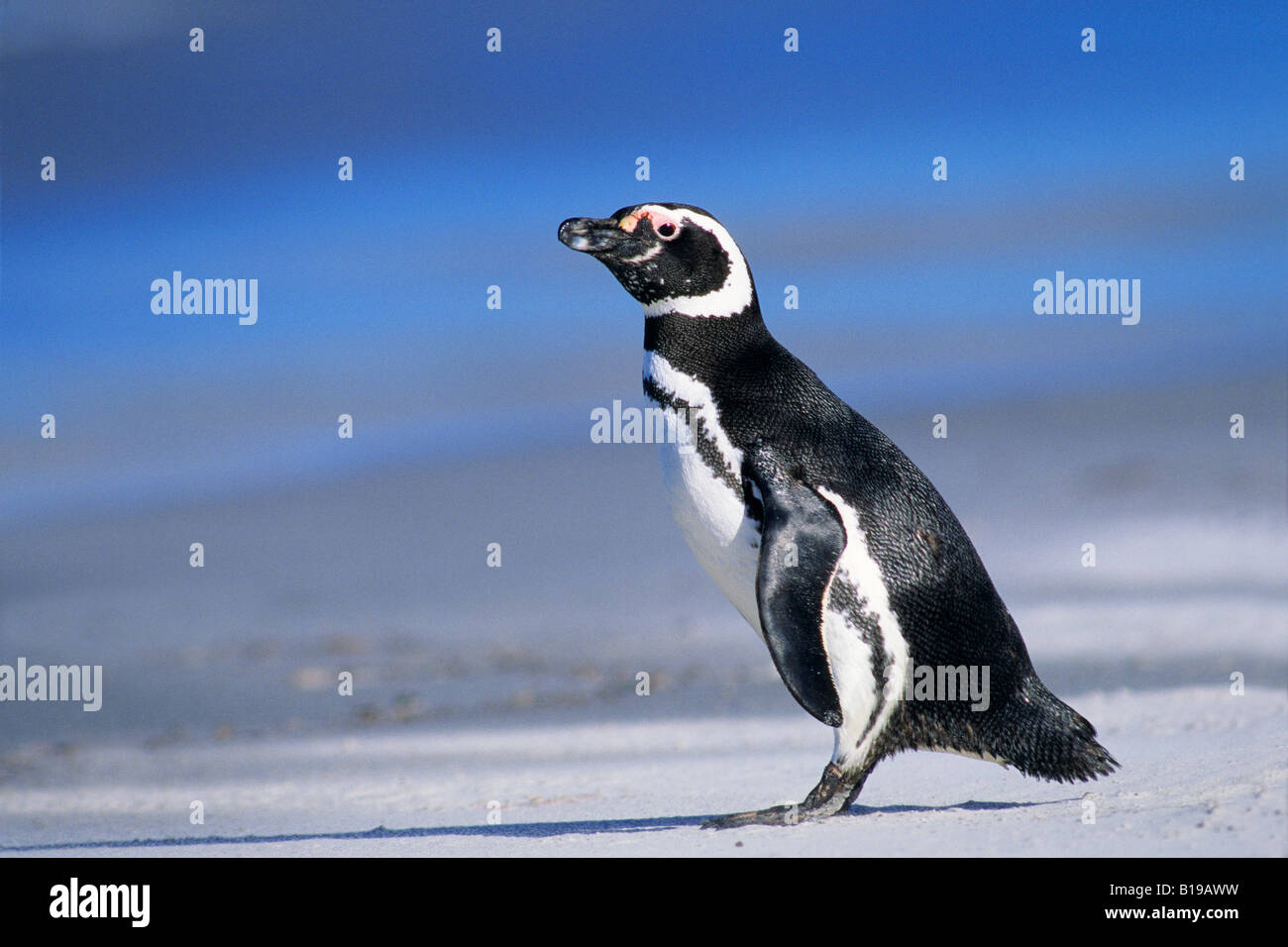 Magellanic penguin (Spheniscus magellanicus) returning from a foraging trip at sea, Falkland Islands Stock Photo