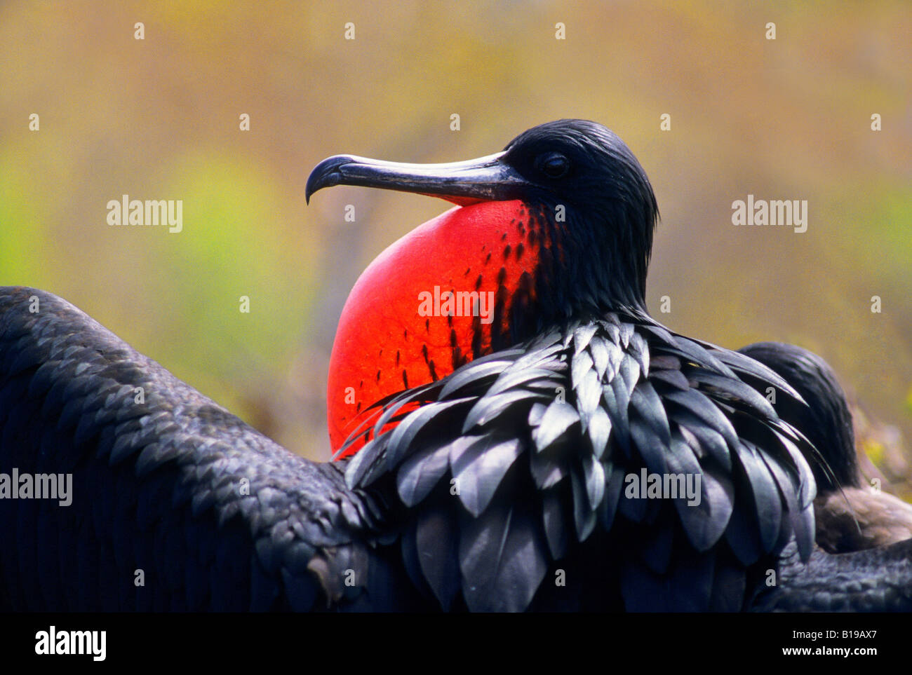Portrait throat pouch red hires stock photography and images Alamy