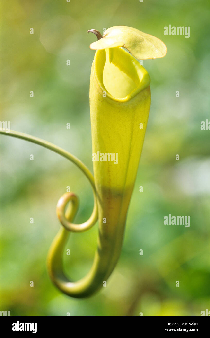 Pitcher plant (Nepenthes spp.) Madagascar Stock Photo
