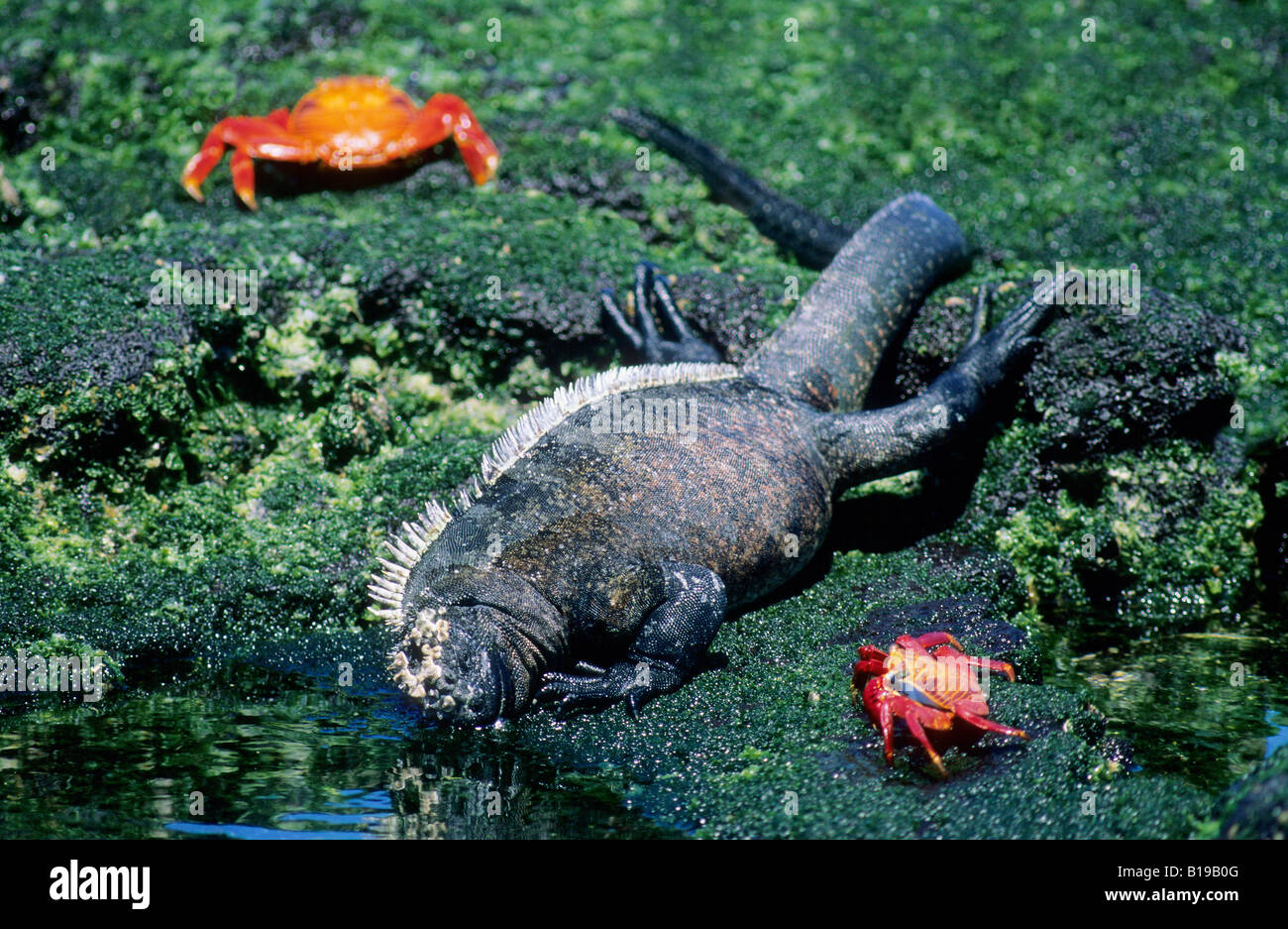 Marine iguana (Amblyrhynchus cristatus) feeding on green algae at low