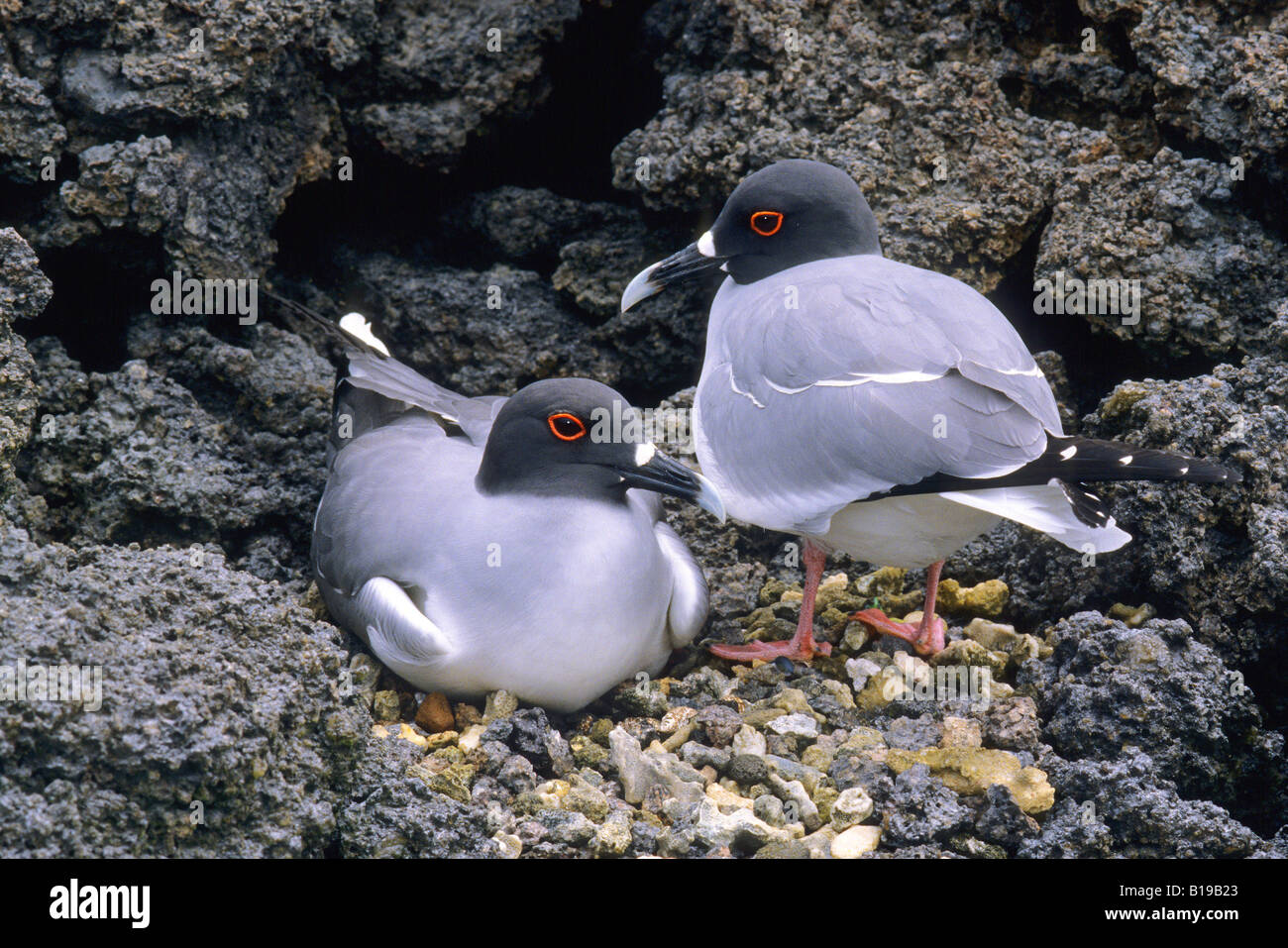 Nesting swallow-tailed gulls (Larus furcatus), Tower Island (aka Genovesa Island), Galapagos Archipelago, Ecuador Stock Photo