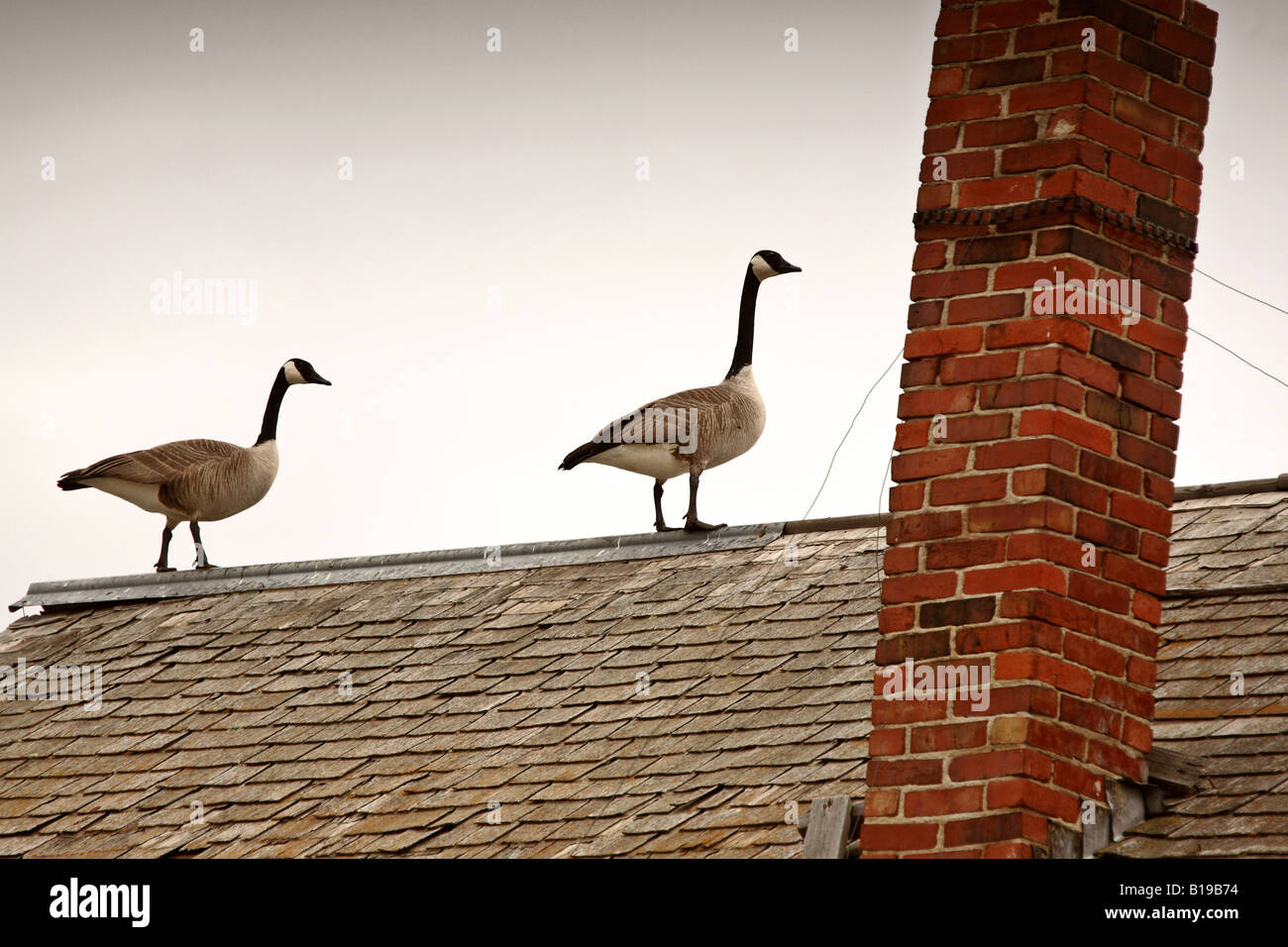 House geese hi-res stock photography and images - Page 6 - Alamy