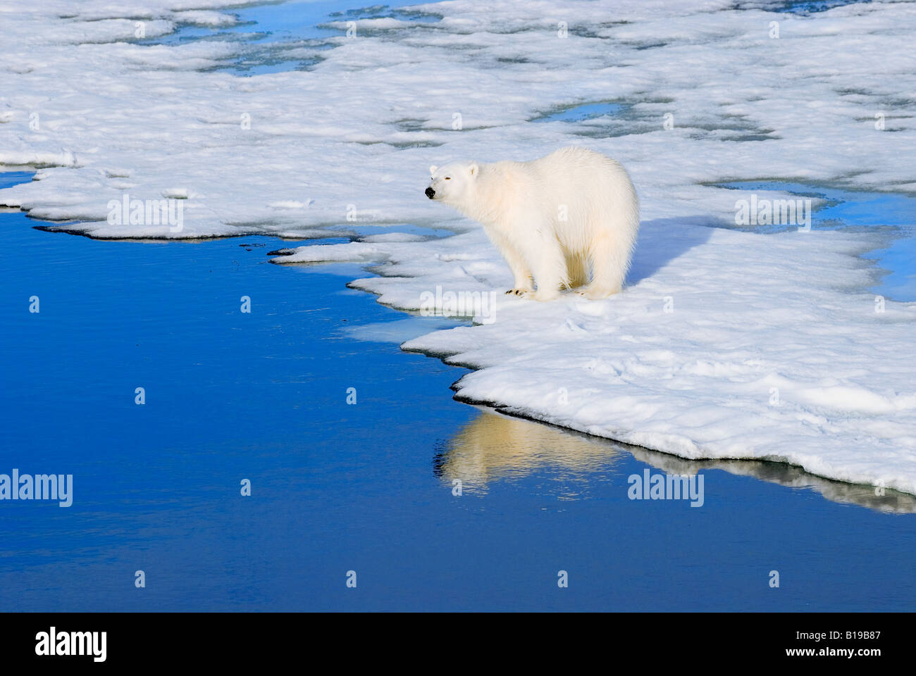 Adult polar bear (Ursus maritimus) hunting at the ice edge, Svalbard Archipelago, Arctic Norway Stock Photo