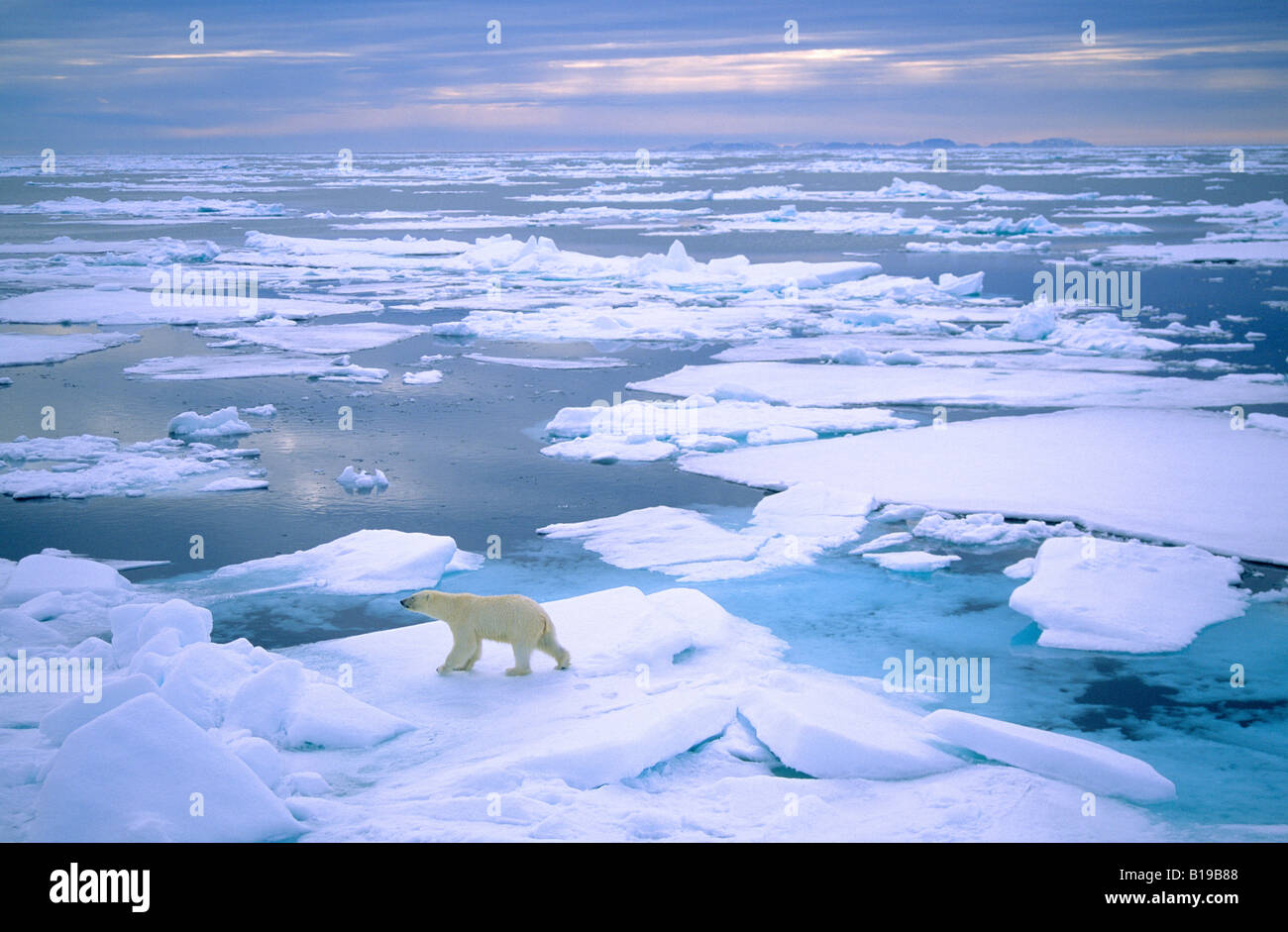 Adult polar bear (Ursus maritimus) hunting on pack ice.  Svalbard, Norway. Stock Photo