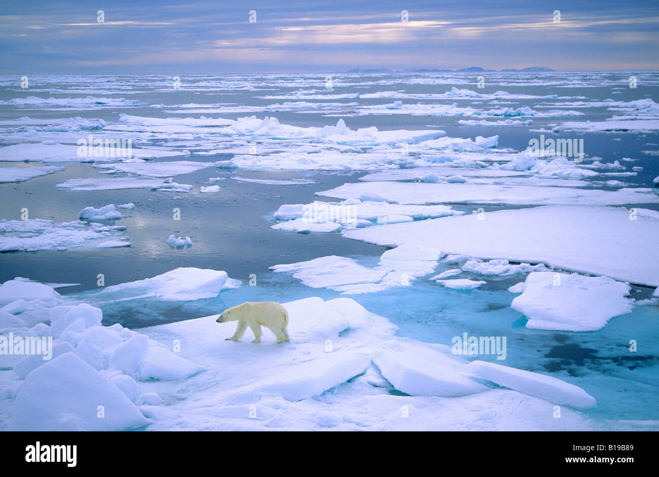 Adult polar bear (Ursus maritimus) hunting on pack ice. Svalbard, Norway. Stock Photo