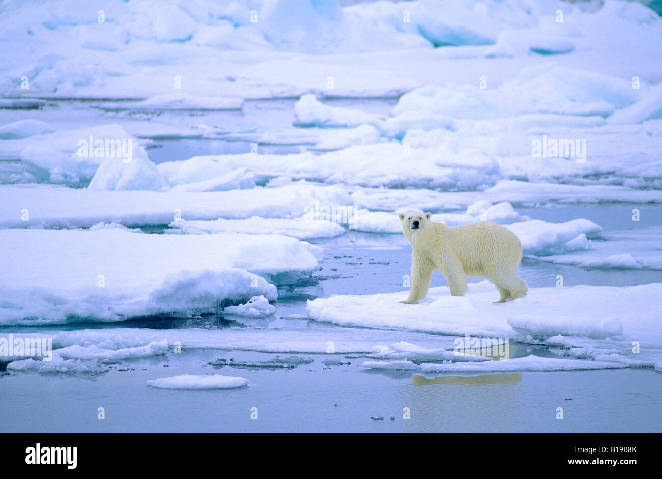 Adult polar bear (Ursus maritimus) hunting on pack ice. Svalbard, Norway. Stock Photo