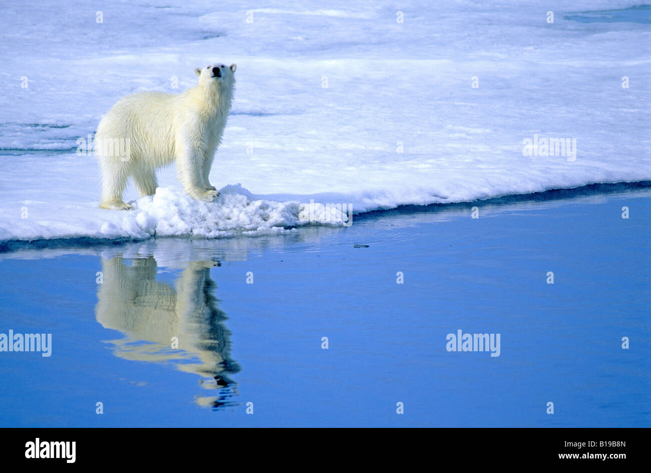 Polar bear (Ursus maritimus) hunting in pack ice.  Svalbard, Norway. Stock Photo