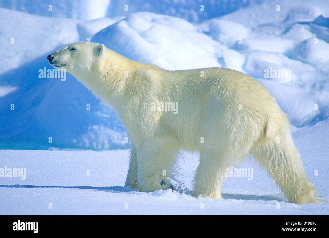 Adult polar bear (Ursus maritimus) hunting on the arctic sea ice, Svalbard, Norway. Stock Photo