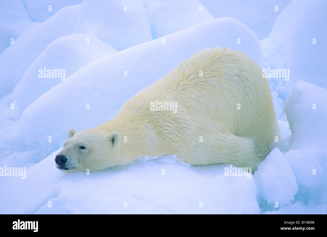 Adult polar bear (Ursus maritimus) cleaning its fur on the snow.  Svalbard, Arctic Norway. Stock Photo