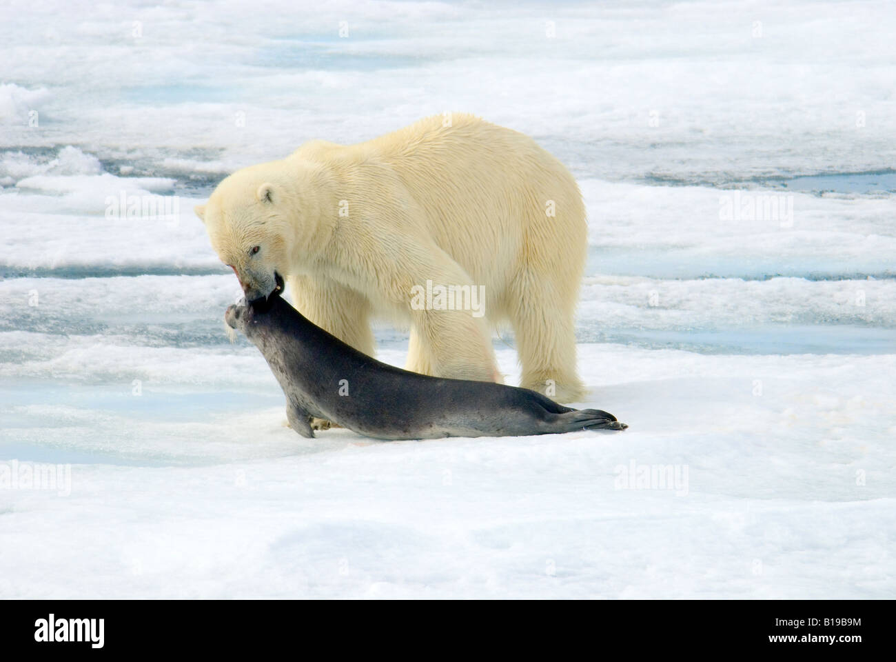 Polar bear (Ursus maritimus) dragging a dead juvenile bearded seal (Erignathus barbatus) across the pack ice, Svalbard Archipela Stock Photo