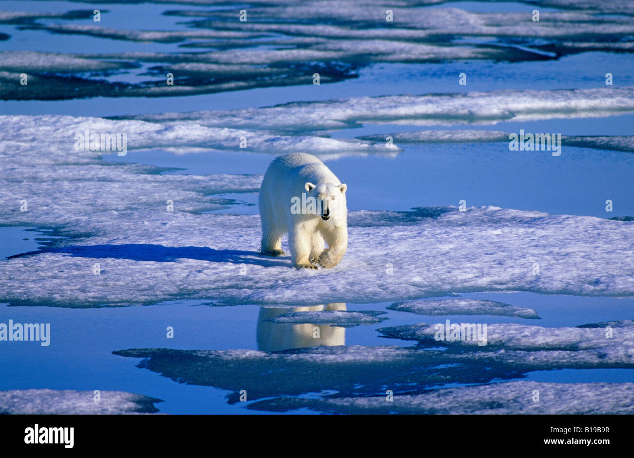 Polar bear (Ursus maritimus) hunting on the pack ice, Svalbard Archipelago, Arctic Norway Stock Photo
