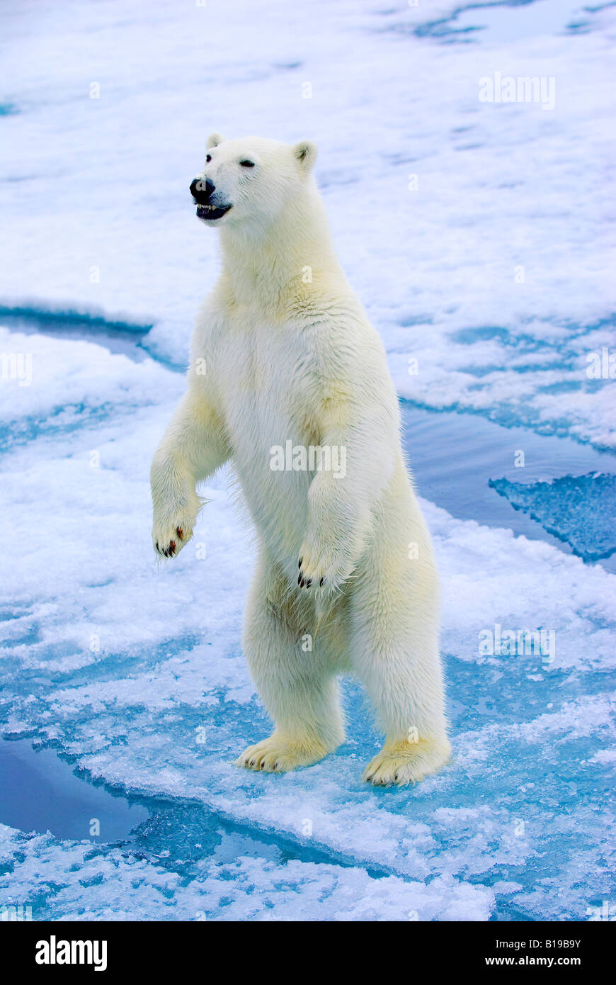 Polar bear (Ursus maritimus) searching for another bear on the pack ice, Svalbard Archipelago, Arctic Norway Stock Photo