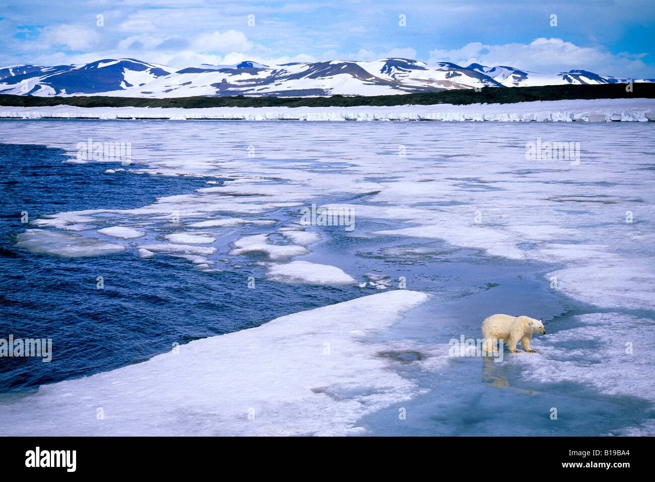 Subadult polar bear (Ursus maritimus) hunting for seals on the melting pack ice, Svalbard Archipelago, Arctic Norway Stock Photo