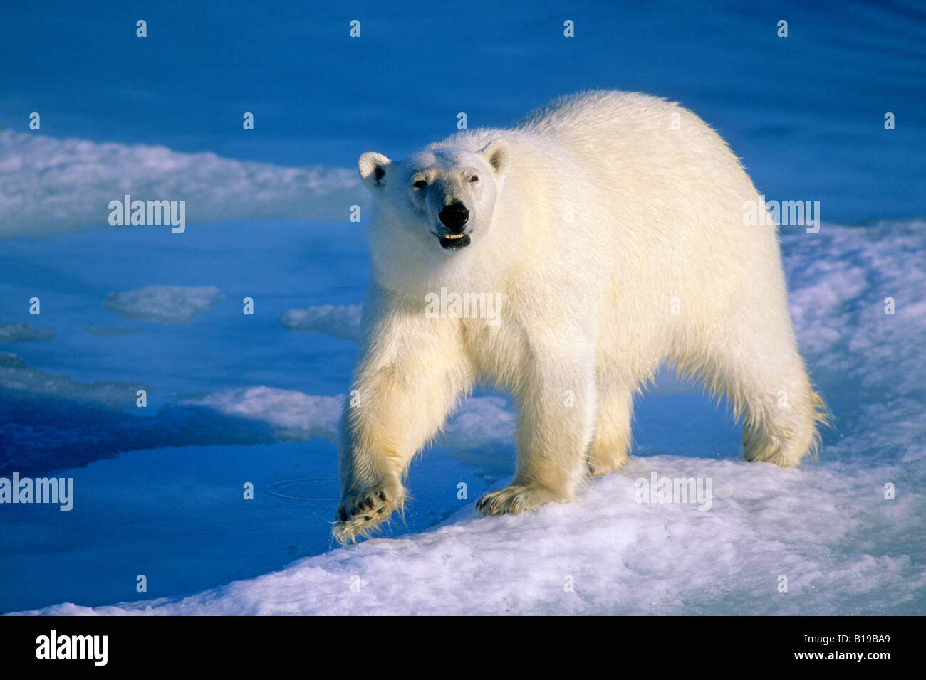 Adult polar bear (Ursus maritimus) hunting for seals on the melting pack ice, Svalbard Archipelago, Arctic Norway Stock Photo