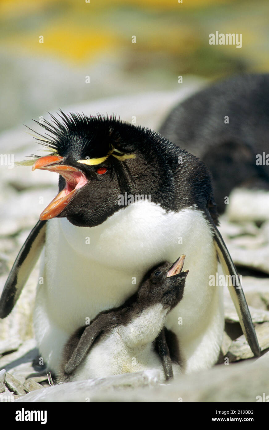 Adult male rockhopper penguin (Eudyptes chrysocome) defending a newly hatched chick, Falkland Islands, southern Atlantic Ocean Stock Photo