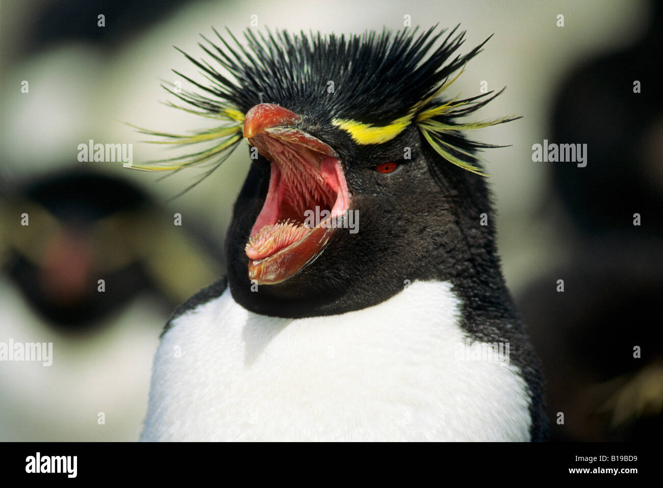 Adult rockhopper penguin (Eudyptes chrysocome) displaying the stiff spicules on its tongue and palate which directs food towards Stock Photo