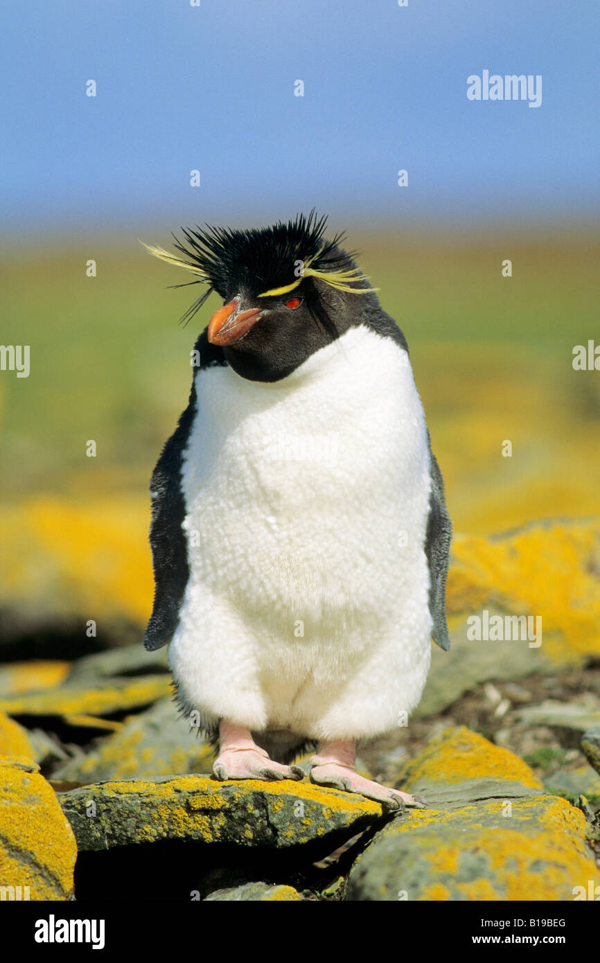 Adult rockhopper penguin (Eudyptes chrysocome), Falkland Islands, southern Atlantic Ocean Stock Photo